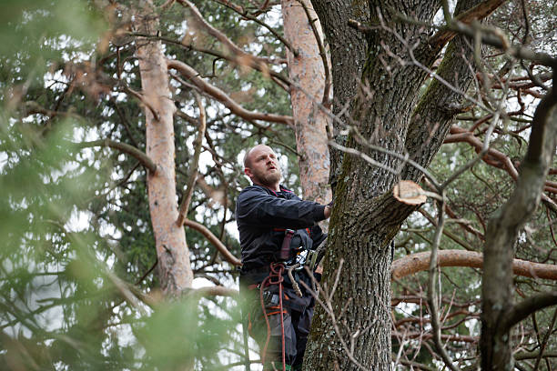 How Our Tree Care Process Works  in  Uintah, UT