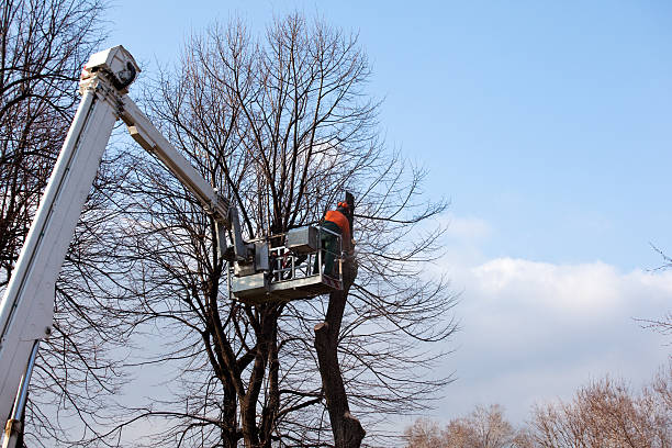 Leaf Removal in Uintah, UT