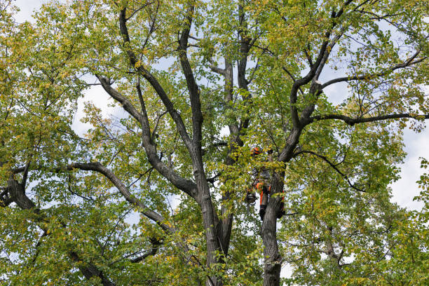 Reliable Uintah, UT Tree Care Solutions